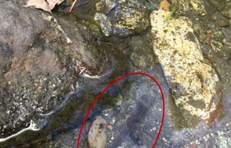 StrandedJuvenileBullTrout