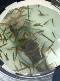 GoldCreekPond_FishRescue1
