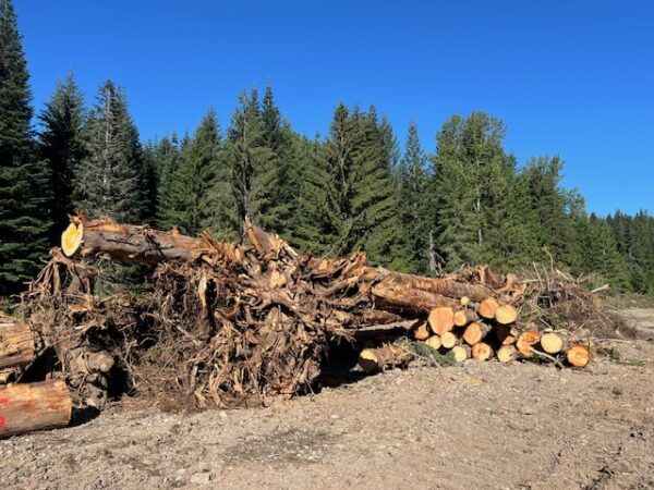 GoldCreekWood2