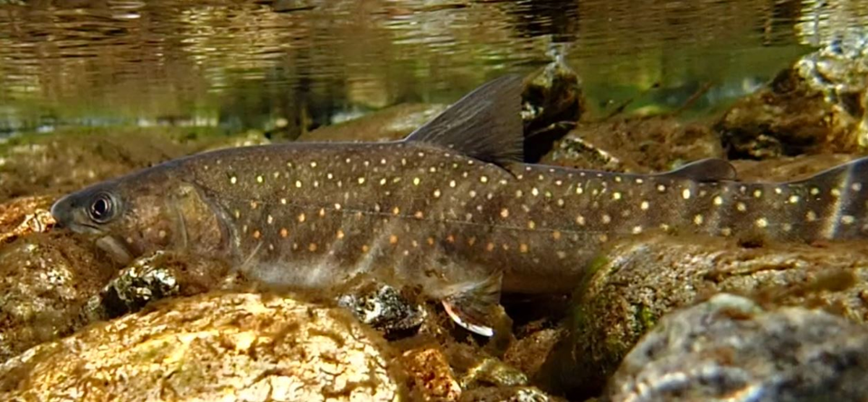 Bull trout